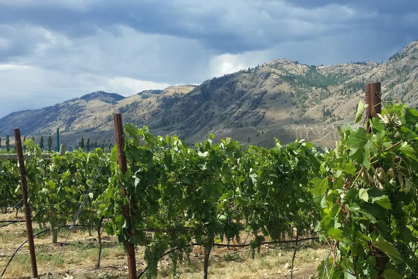 A close up view of a vineyard with mountains in the background