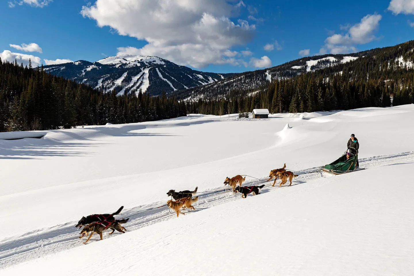 Dog sled tour at Sun Peaks Resort
