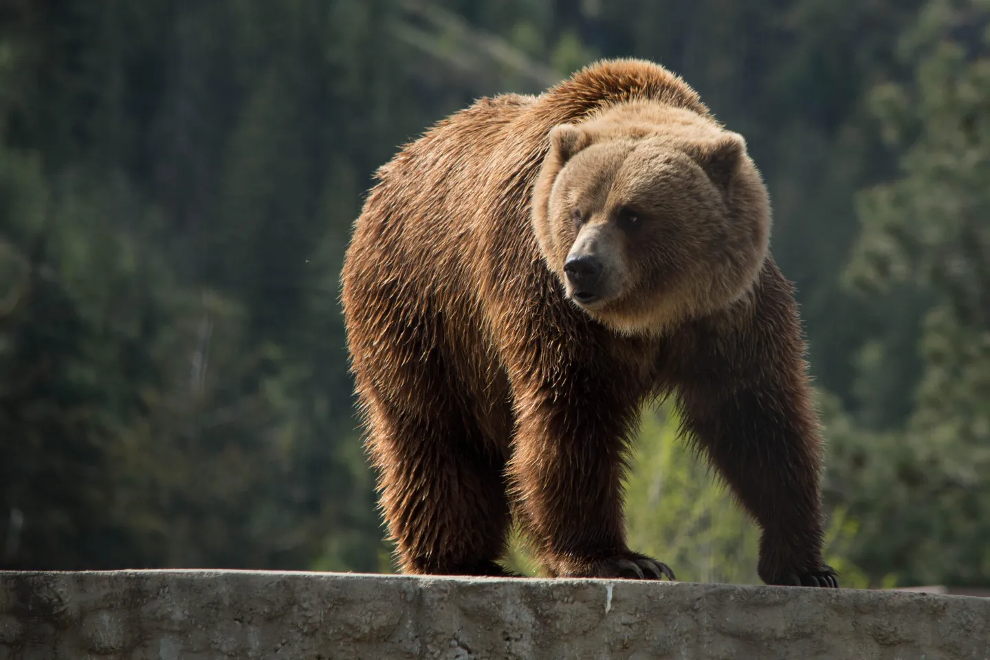 A grizzly bear