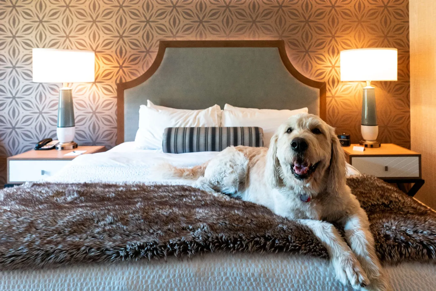 A dog laying on a bed in a hotel room