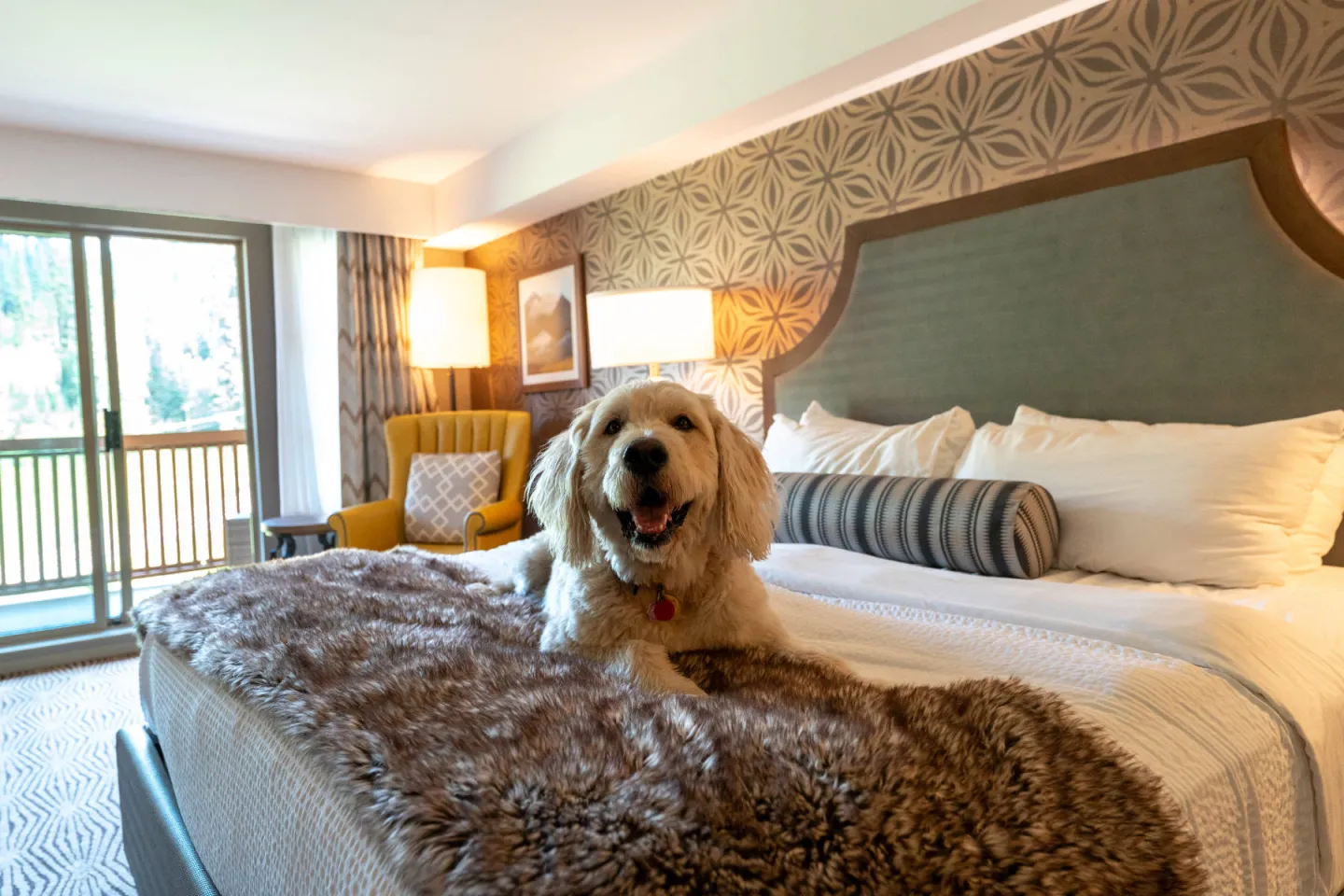 A dog sitting on a bed in a hotel room