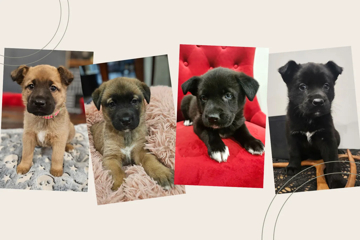 Four puppies sitting looking at the camera