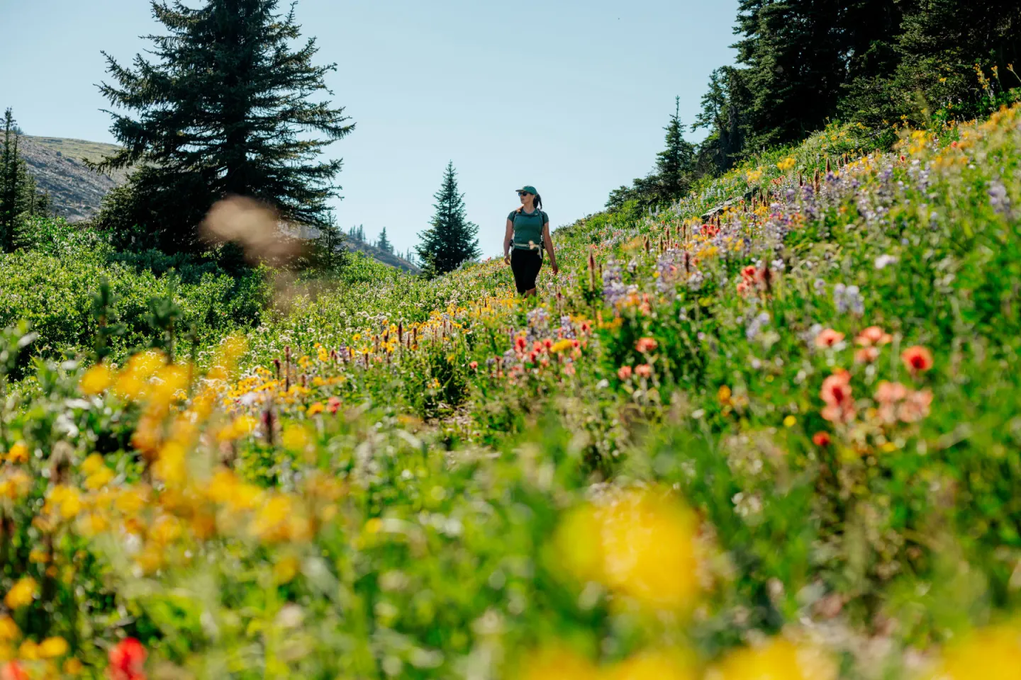 Hiker walking through colorful wildflower meadow on a sunny day.