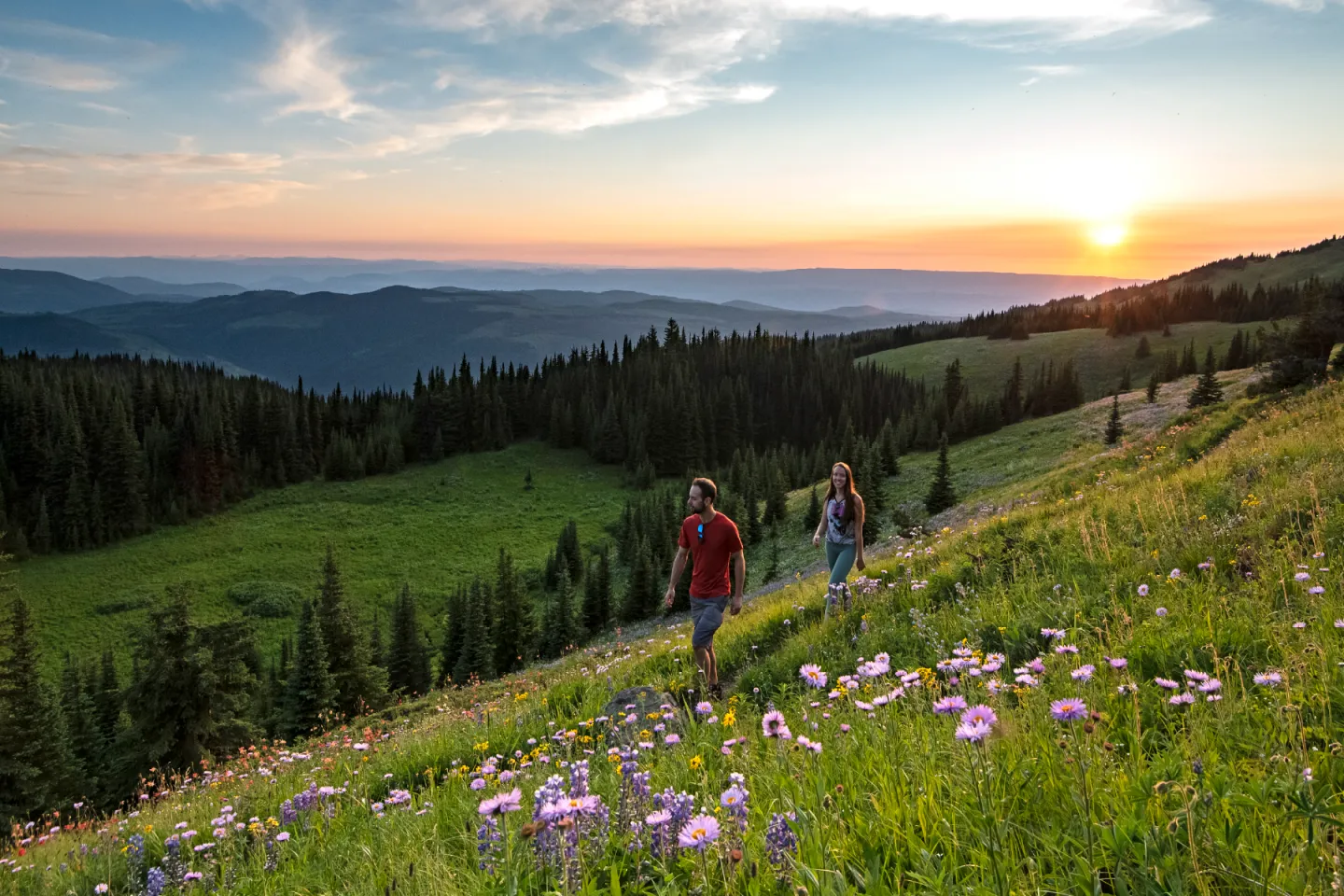 Two people hiking through wildflowers in the alpine