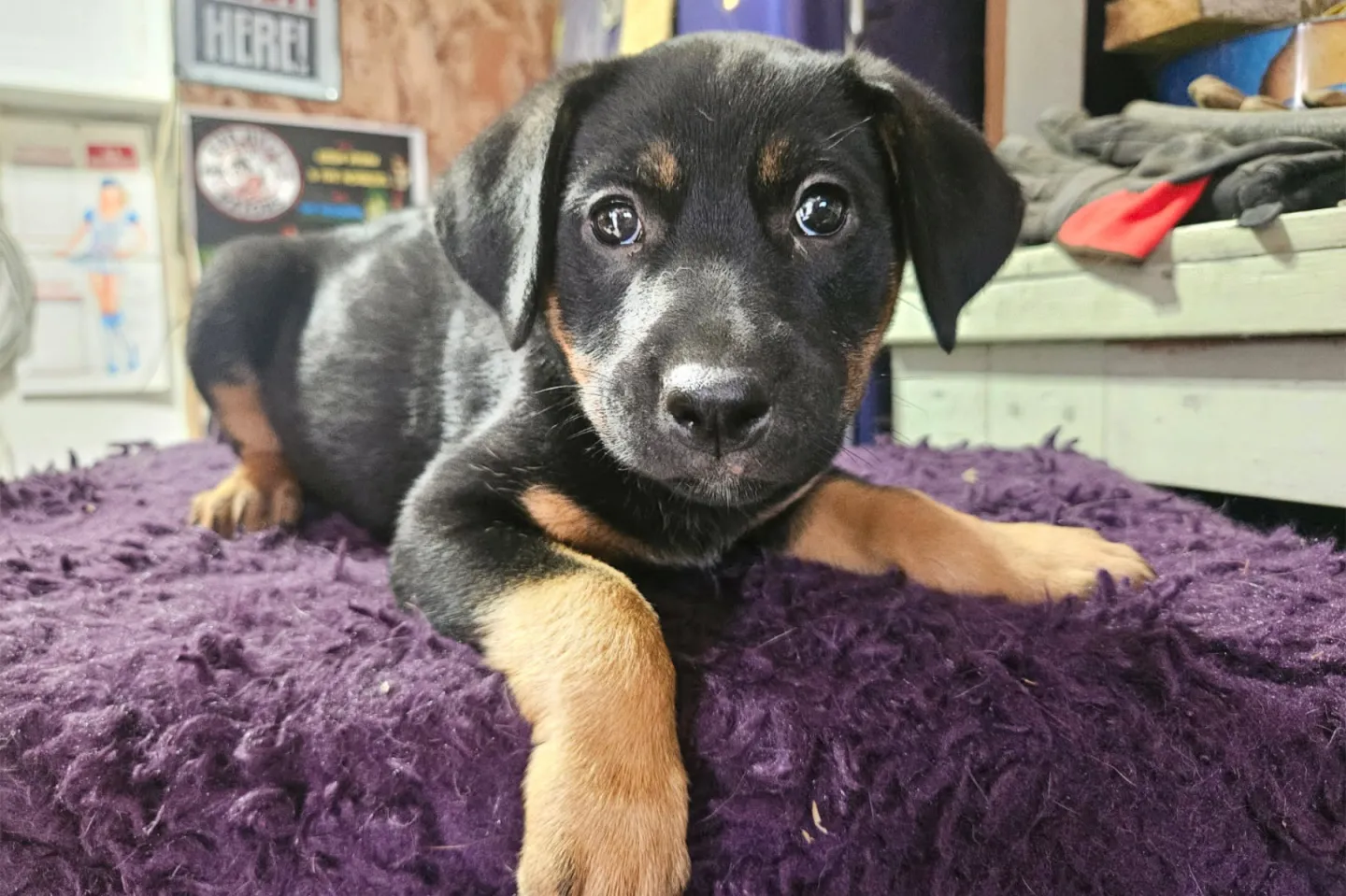 Young black and tan puppy on a purple fuzzy blanket indoors.