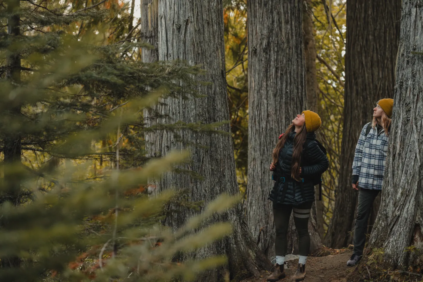 Two people in autumn woods wearing warm clothing and yellow hats, surrounded by tall trees.