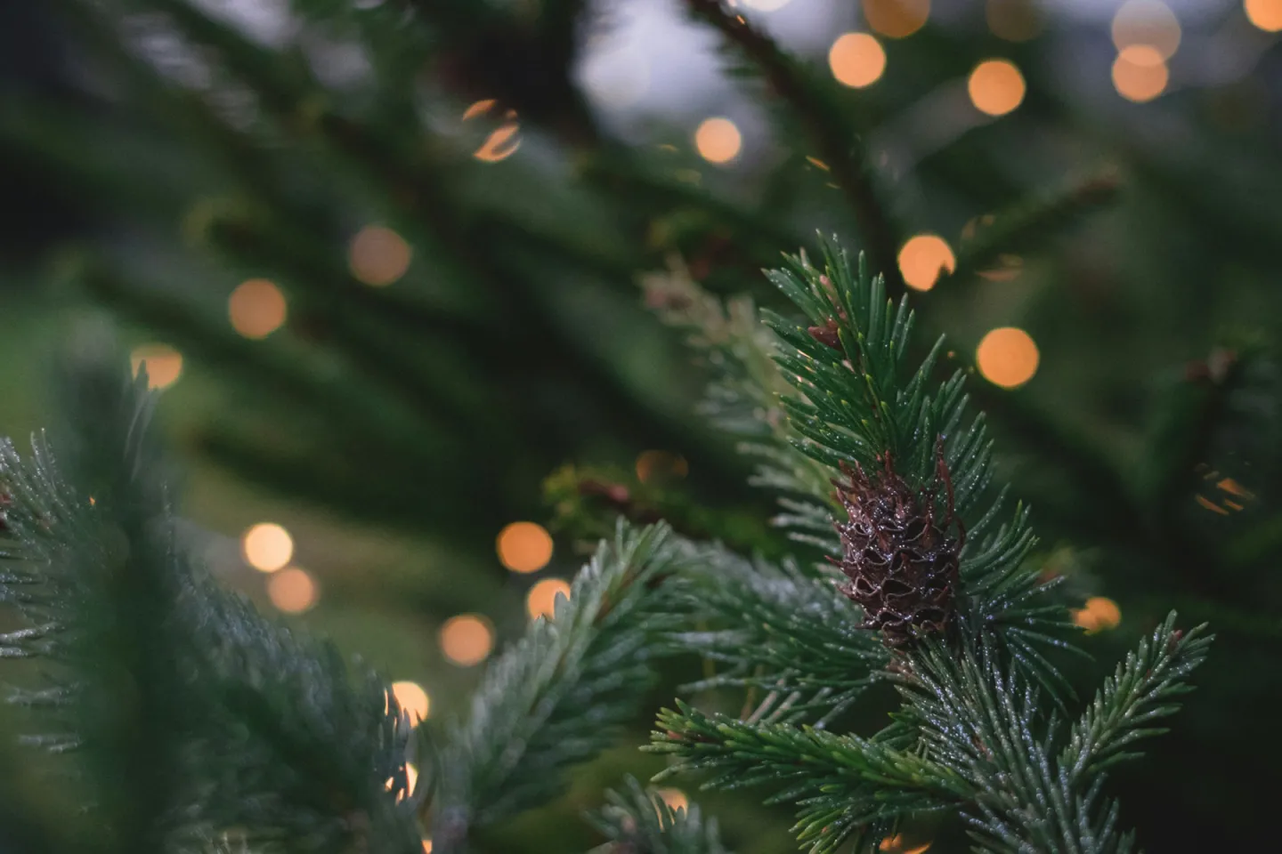 Pine branches with string lights in the background.