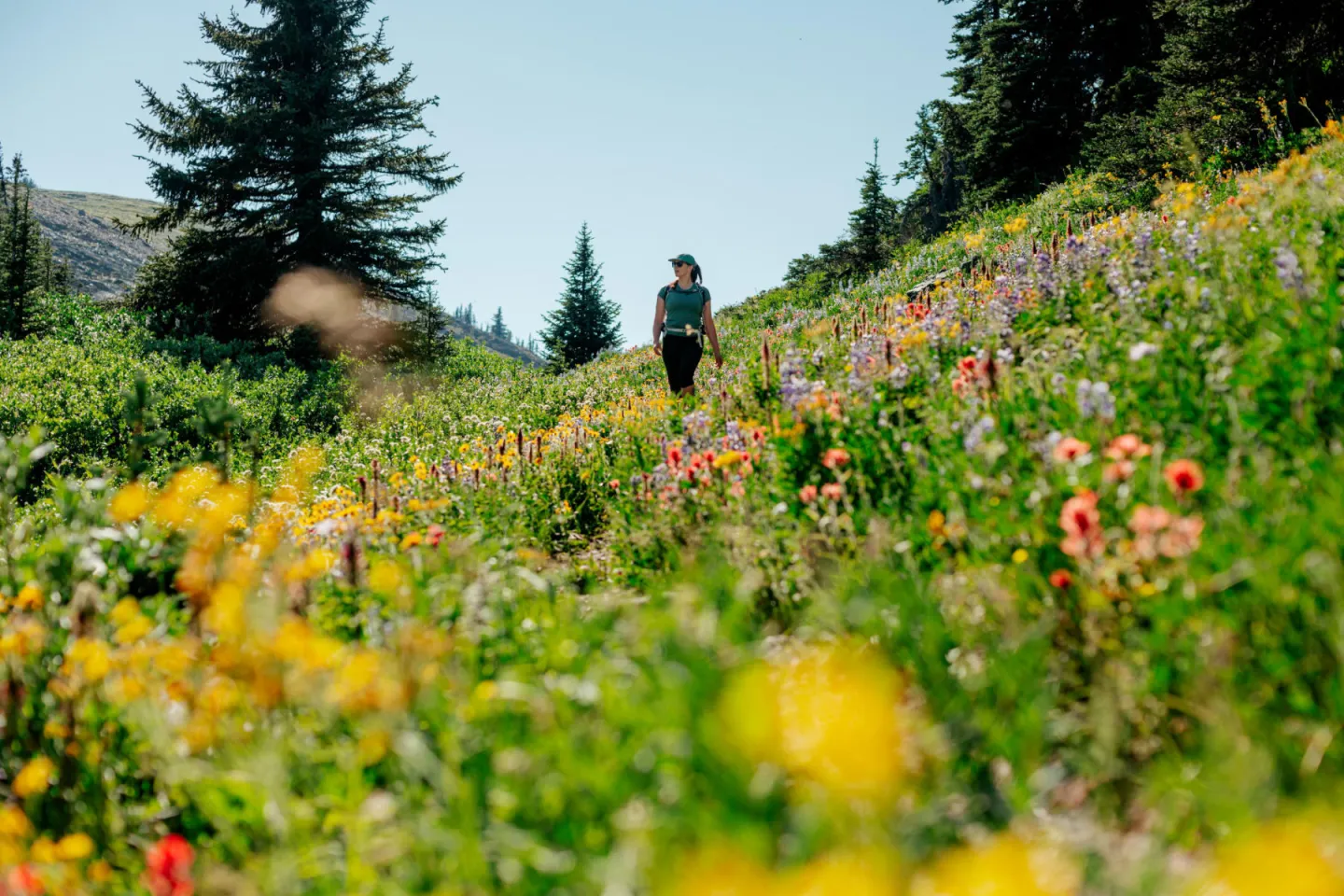 Person walking through a colorful meadow under a clear blue sky.