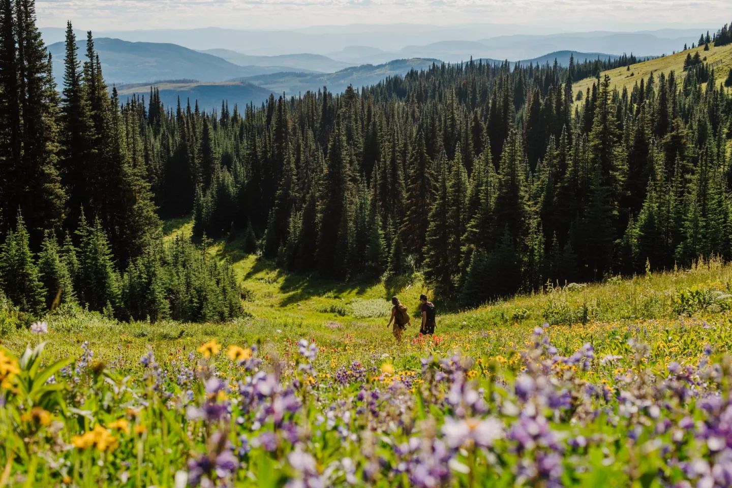 Mountain meadow with wildflowers, pine trees, and distant hills under a clear sky.